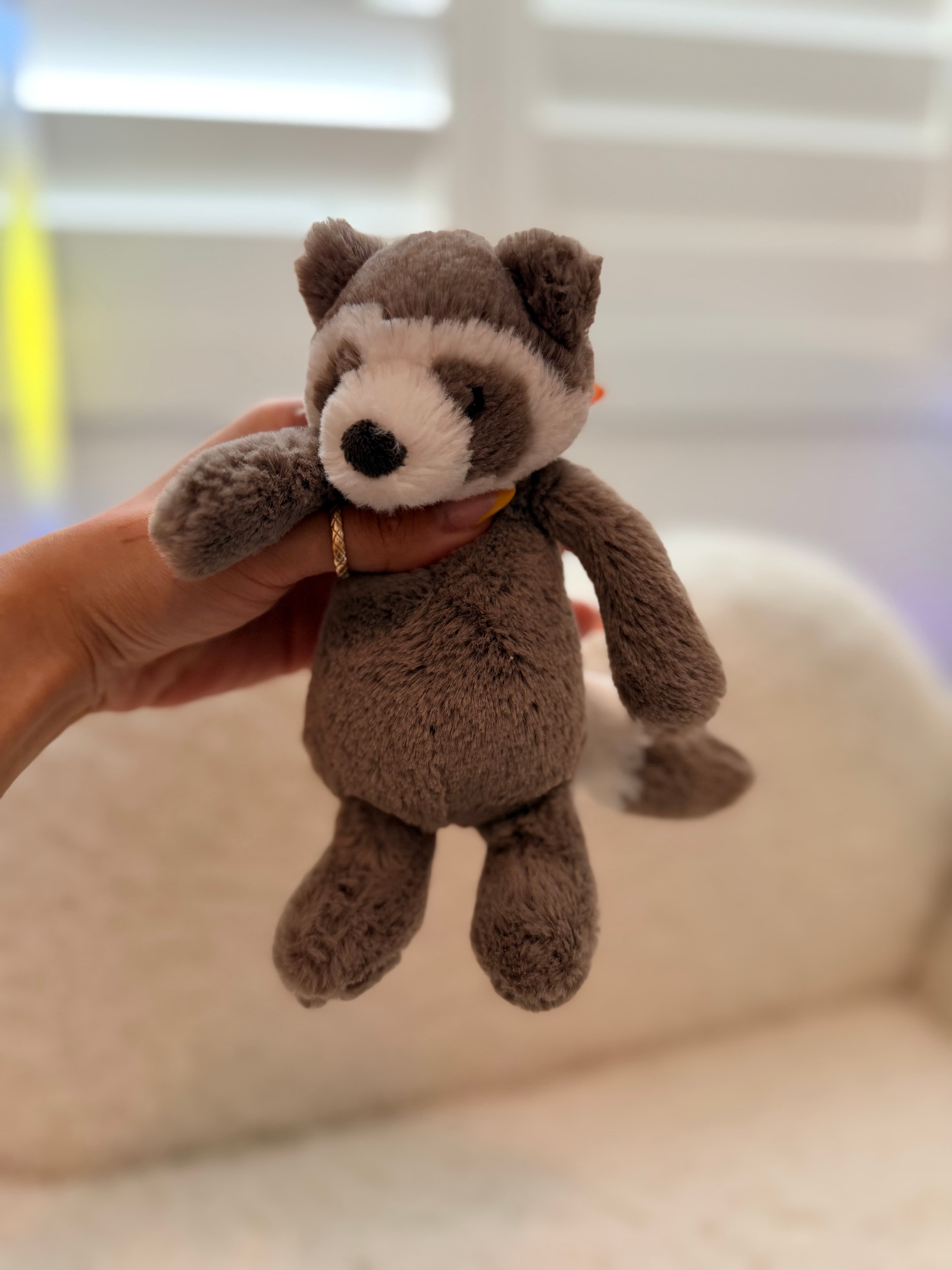 Small Bashful Raccoon